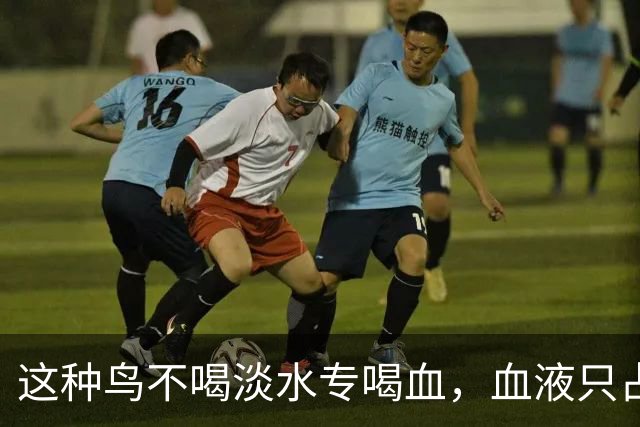 这种鸟不喝淡水专喝血，血液只占食谱十分之一
